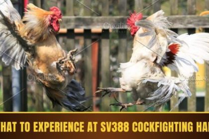 SV388 – Asia's Leading Online Cockfighting Playground in 2025